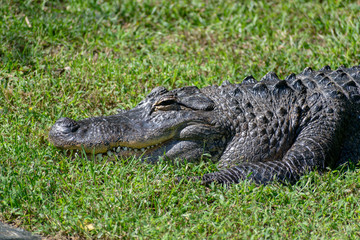 Alligator in the park