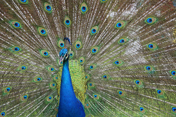 Naklejka premium Peacock's head on feathers background