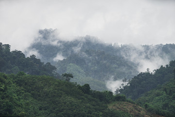 The Trees with fog after raining on the hill in tropical rain forest of Hala Bala wildlife sanctuary. Yala, Thailand.