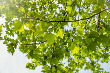 Branches of maple with green leaves