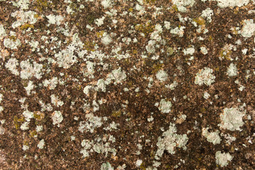 Old wall with moss. Natural background.