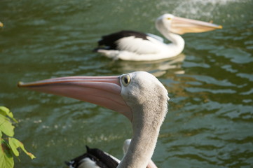 Pelicans pelecanus