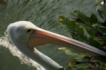Pelicans pelecanus