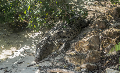 cocodrilo debajo del árbol 