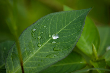 Scenery of leaves with dew after rain and nature images