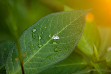Scenery of leaves with dew after rain and nature images