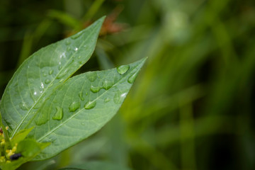 Scenery of leaves with dew after rain and nature images