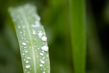 Scenery of leaves with dew after rain and nature images