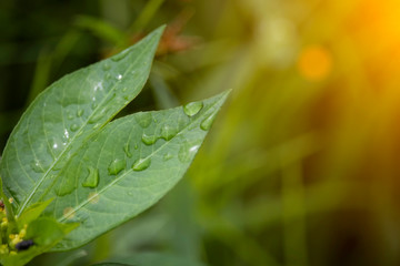 Scenery of leaves with dew after rain and nature images