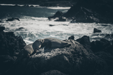 Sea Lion on a rock, new zealand