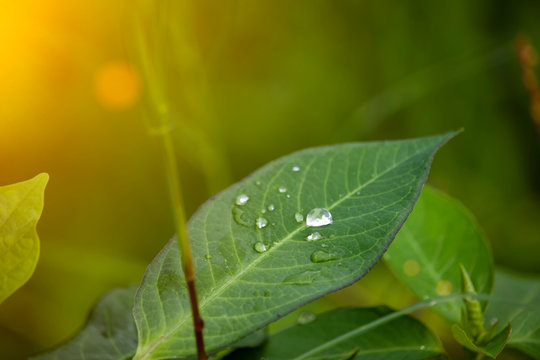 Scenery of leaves with dew after rain and nature images