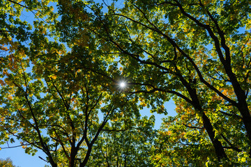 he sun breaks through the autumn foliage of trees