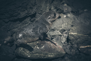 Sea Lion on a rock, new zealand