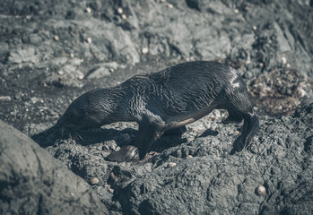 Sea Lion on a rock, new zealand