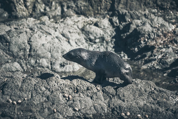Sea Lion on a rock, new zealand