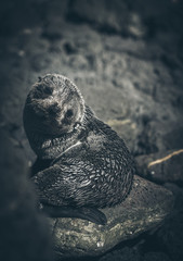 Obraz premium Sea Lion on a rock, new zealand
