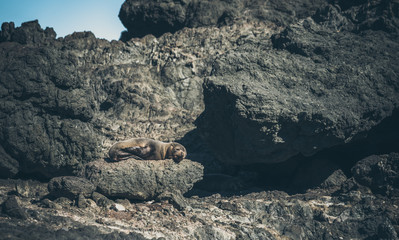 Sea Lion on a rock, new zealand