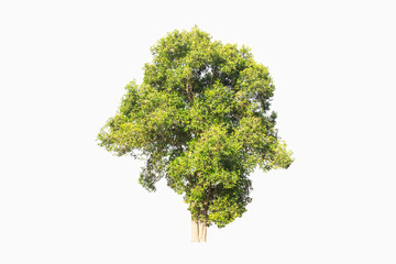 isolated green tree on white background