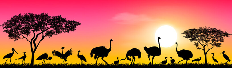 Fototapeta na wymiar Birds of the African savannah. Wild birds of the African savannah against the sky and the sun. Silhouettes of different birds. Wildlife of Africa