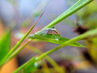 Water or rain drop trapped between green leaf and its stem. transparent water droplets. 