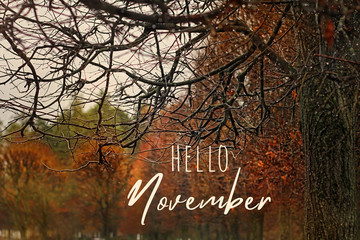 Hello November. autumnal landscape. november time, fall season. trees in Park, late autumn. Rainy...