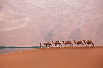 camel,desert