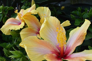 Yellow and pink hibiscus Hawaiian flowers closeup two flowers 