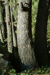 Strong tree trunk in evening light