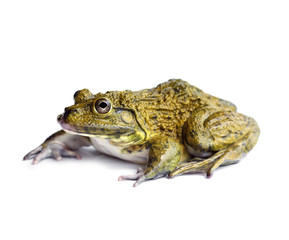 Frog natural on a white background.