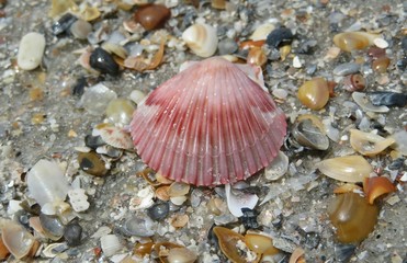 Red seashell on the beach in Atlantic coast of North Florida