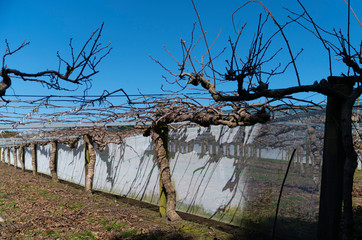 Kiwifruit orchard before new spring growth at pruning time.