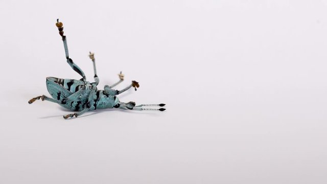 Blue weevil upside down playing dead, quivering legs, white background