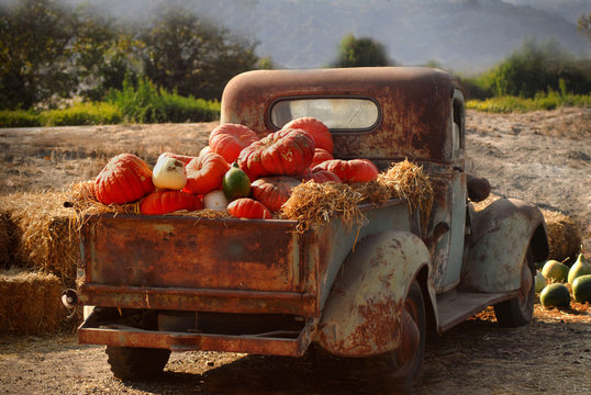 Old rusty truck full of fall pumpkins
