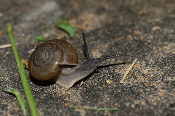 Close-up of snails moving slowly