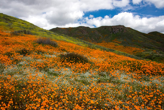 poppy superbloom in Walker Canyon near Lake Elsinore in southern california