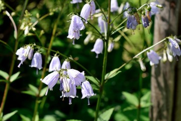 ツリガネニンジン 薄紫の花