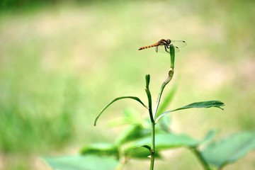 草にとまるオスのアキアカネ