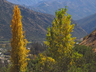 some green and yellow trees and mountains in the field