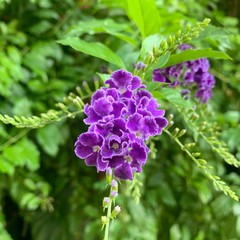 purple flowers in the garden