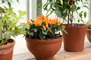 growing pepper in a pot on the windowsill