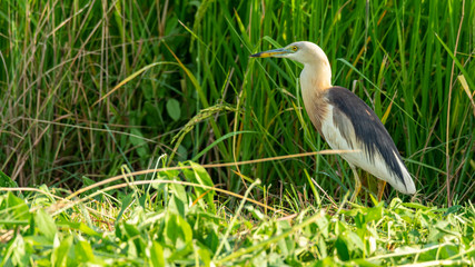 Javan Pond-Heron wading in paddy field looking into a distance