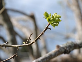 persimmon tree bud 