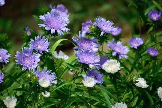 ストケシア 瑠璃菊 薄紫の花