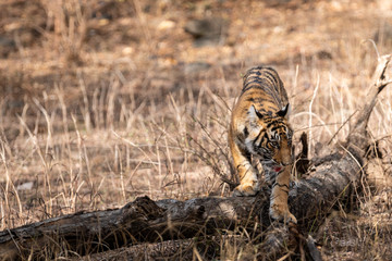 Ranthambore Bengal Tiger Cub Playing on tree trunk in a beautiful light and chasing her mother at morning safari to the Ranthambore Tiger Reserve, Sawai Madhopur, India