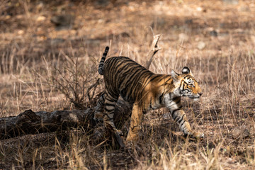 Fototapeta na wymiar Ranthambore Bengal Tiger Cub Playing on tree trunk in a beautiful light and chasing her mother at morning safari to the Ranthambore Tiger Reserve, Sawai Madhopur, India