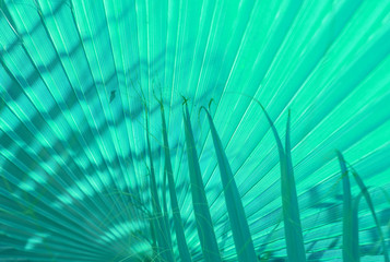 mint corrugated texture of the palm leaves with shadows. abstract background. 