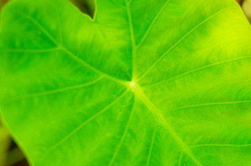 tropical leaves texture close up. palm leaf abstract background. 