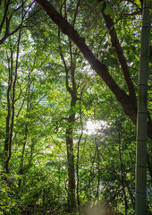 Fototapeta premium 森林