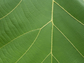 Green leaf background.