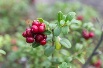 lingonberries closeup in the forest